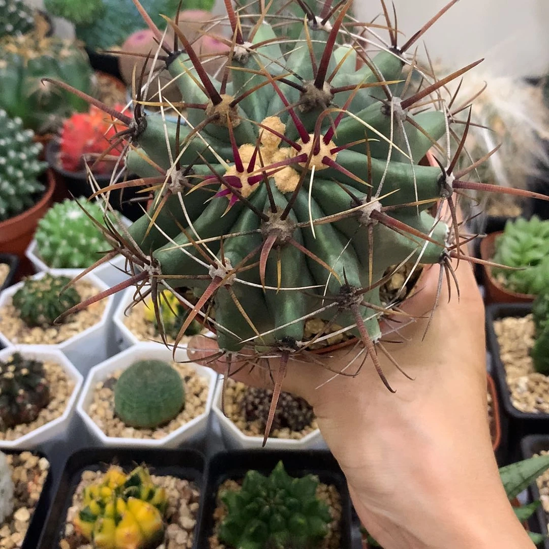 当前无花栽培后可以开花实生根红铢丸