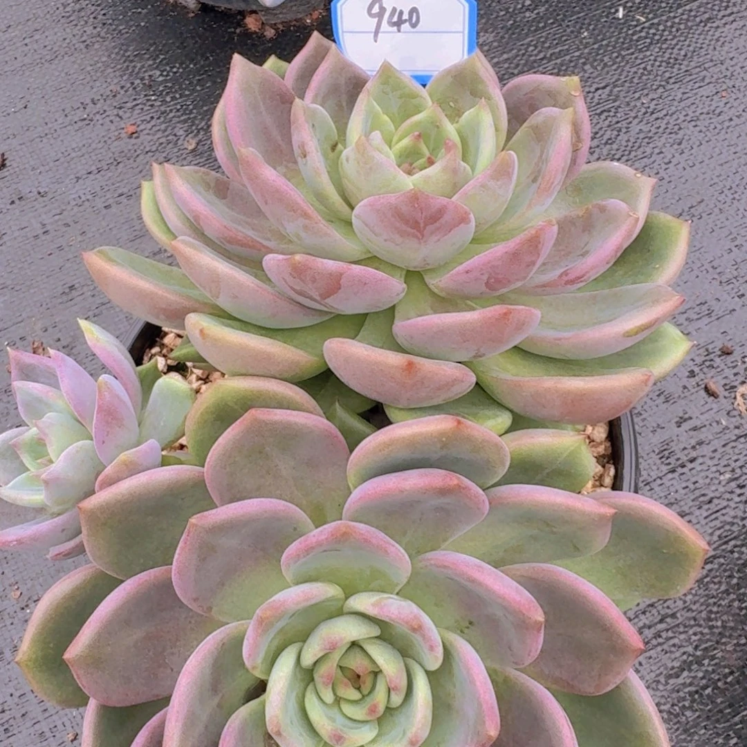 940杂交凡艺多肉//。