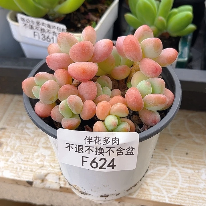 完全开放624-橘子香水洛神 8cm