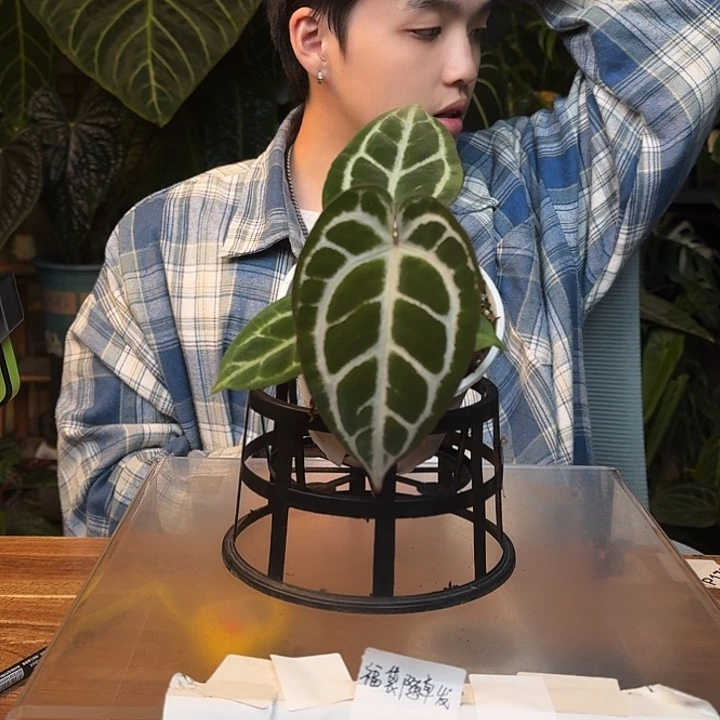 不开花植物I67大风车红钻石杂银色闪光