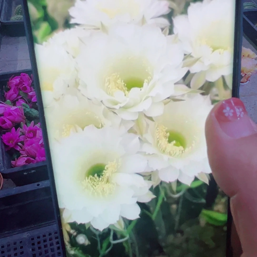 下51彩草白雪歪无根侧芽4公分左右20包邮