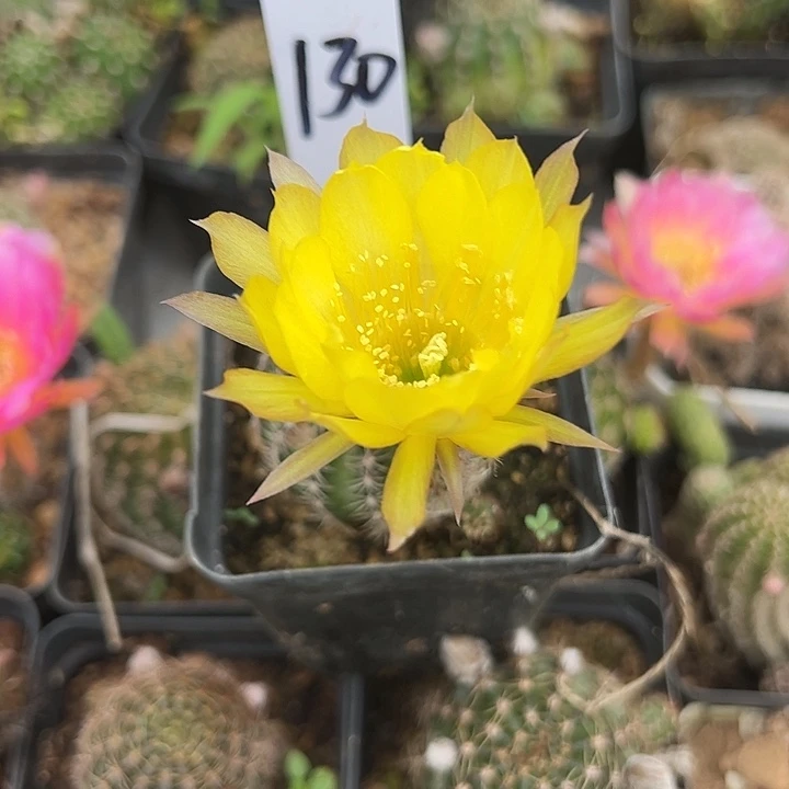 仙人球130号丽花