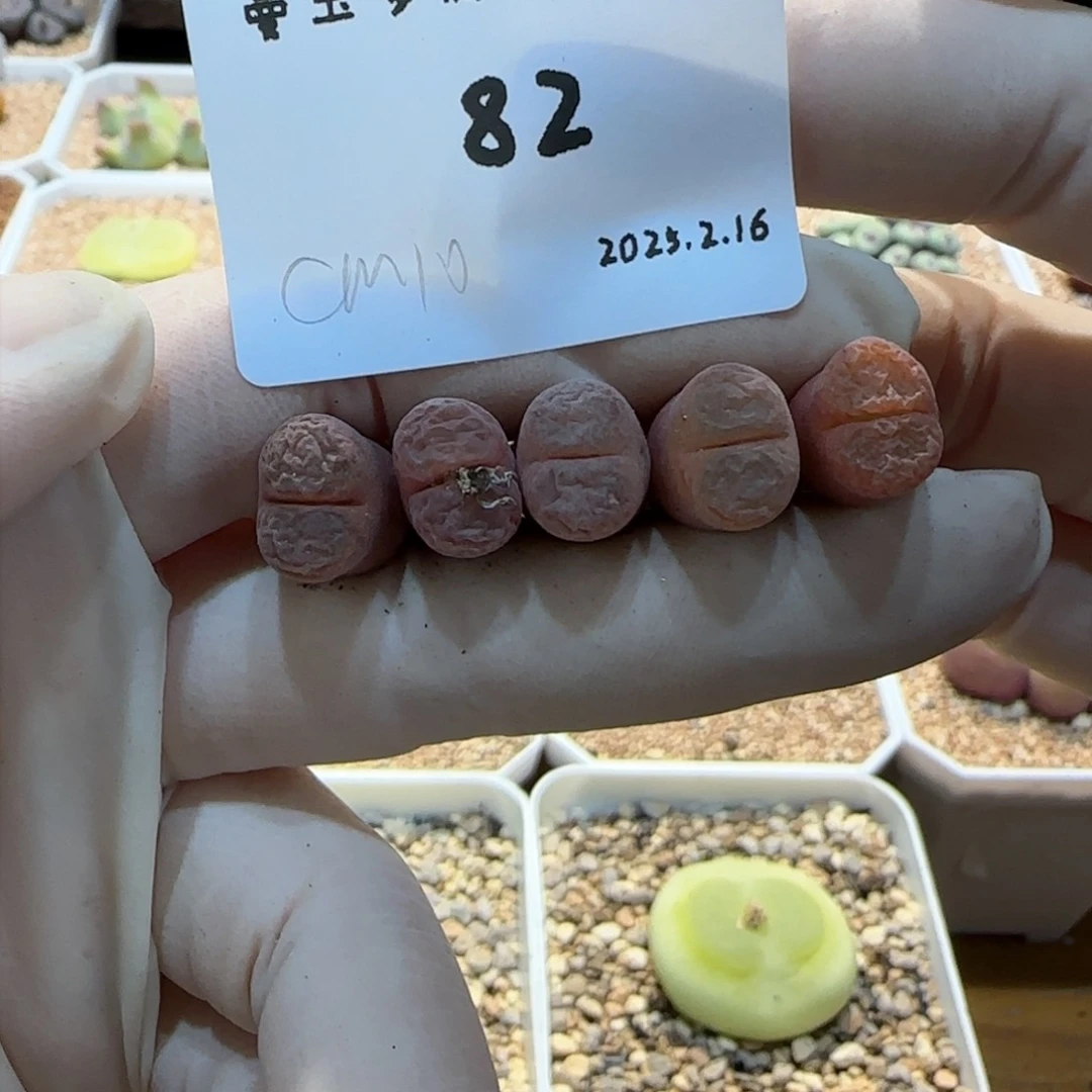 瑶**圆多肉多肉多肉2.16-082