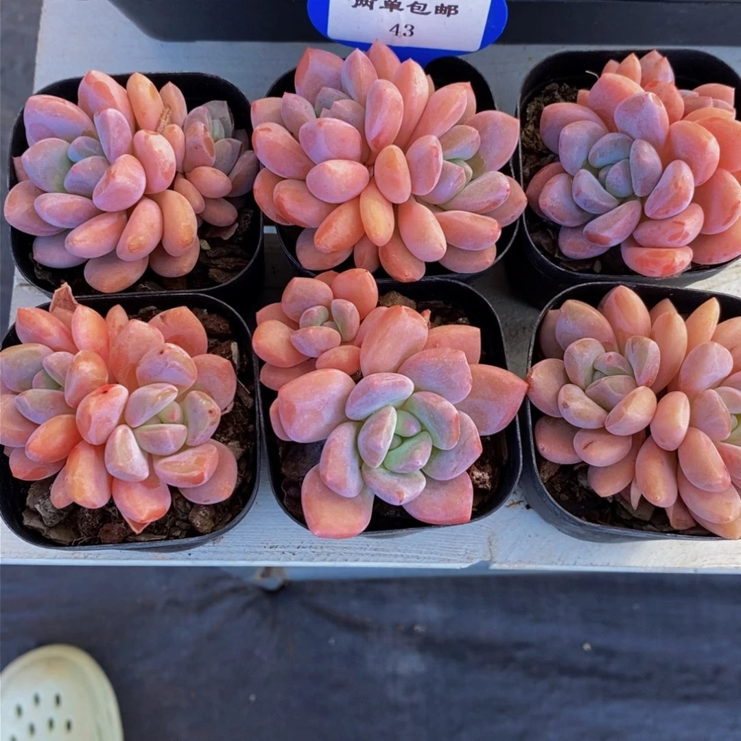 43-精品奶油秋香双头三个