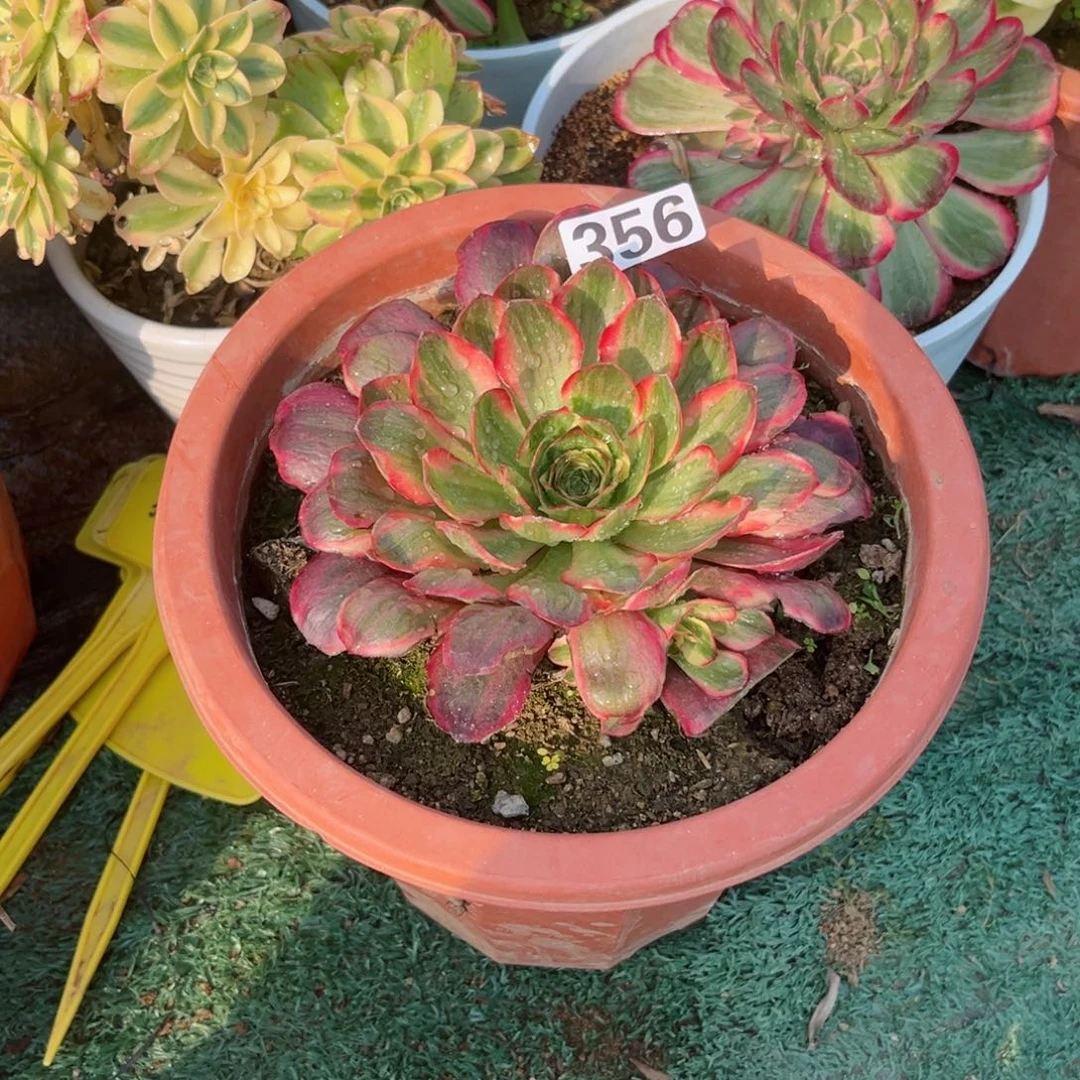 356魅金玫瑰锦多肉植物