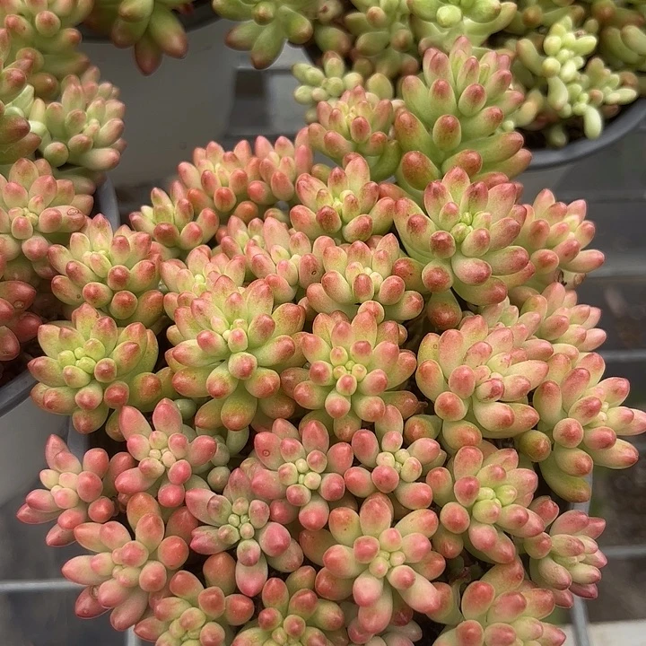 虹之玉锦多肉植物精品