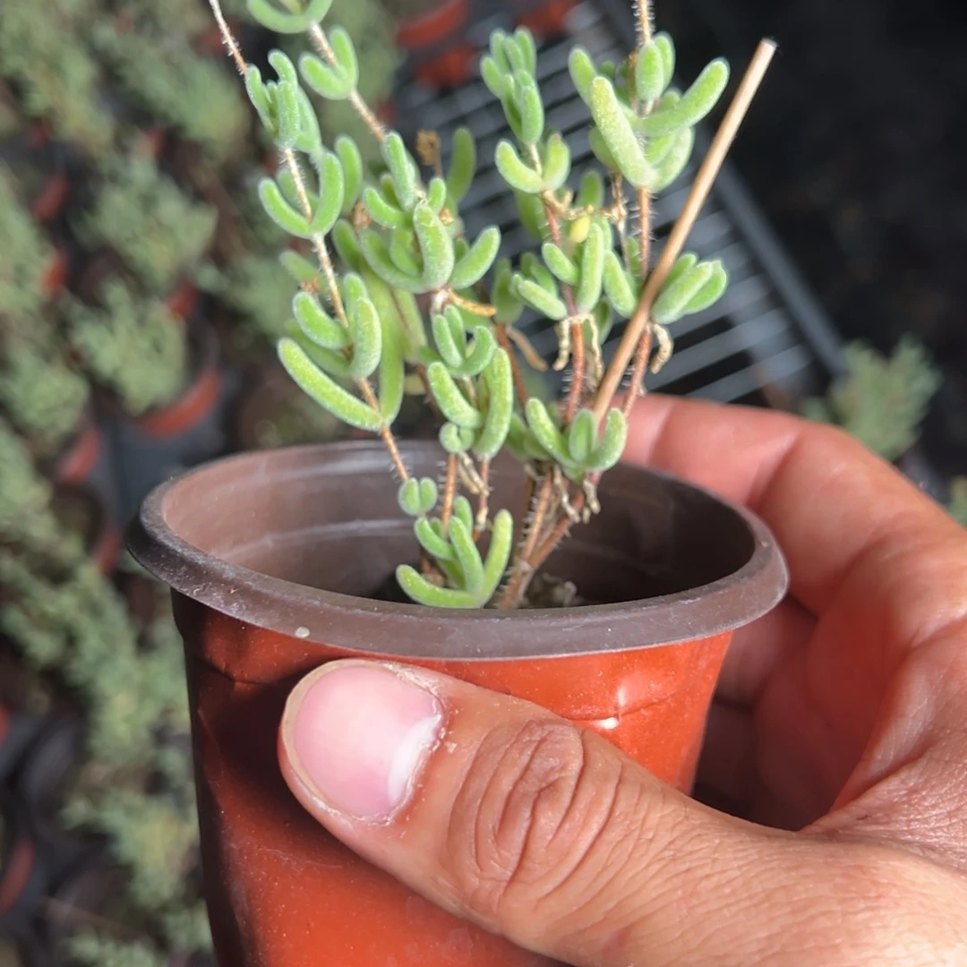 钻石优选90杯福利白皇后