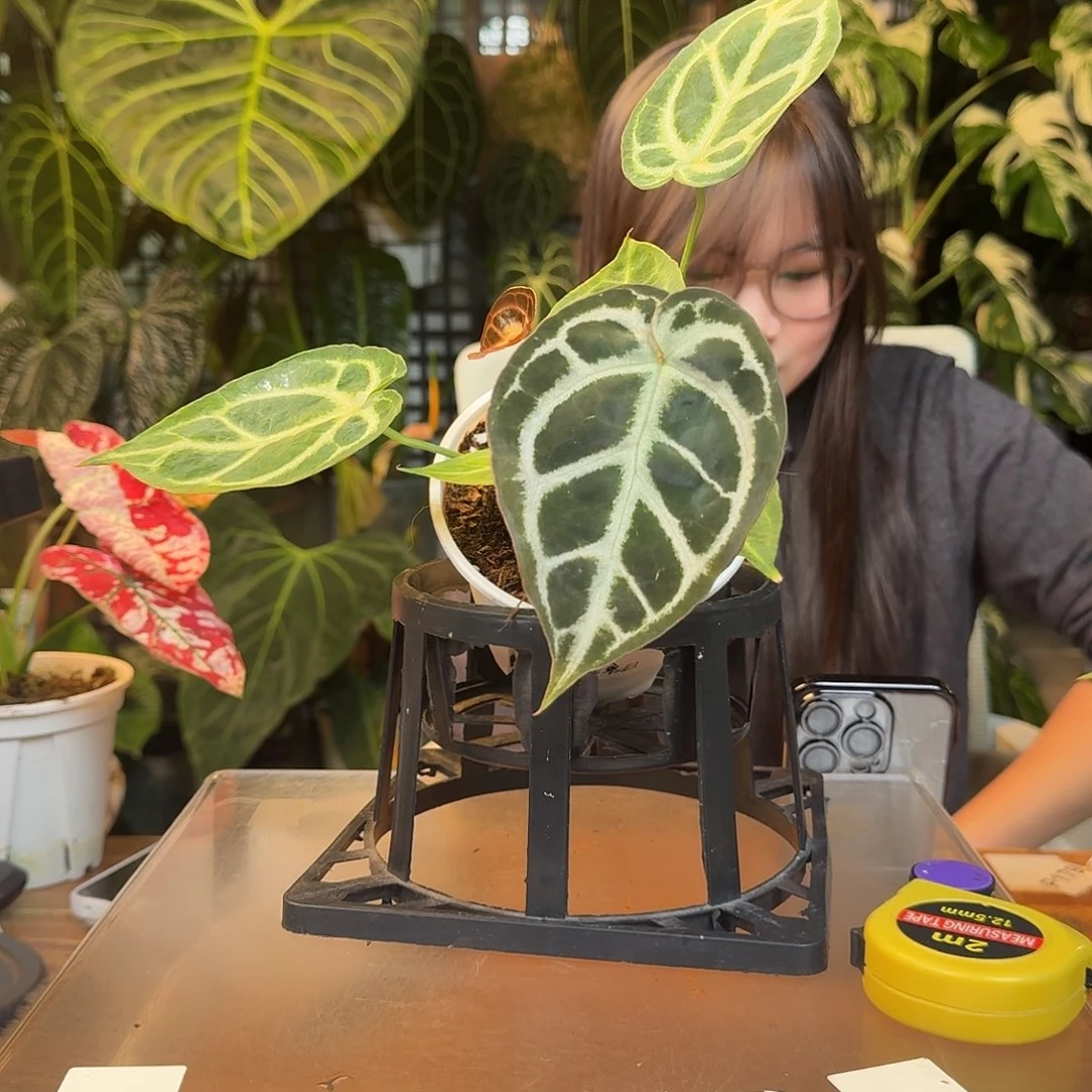 无花朵Y119紫铜杂印尼寡妇