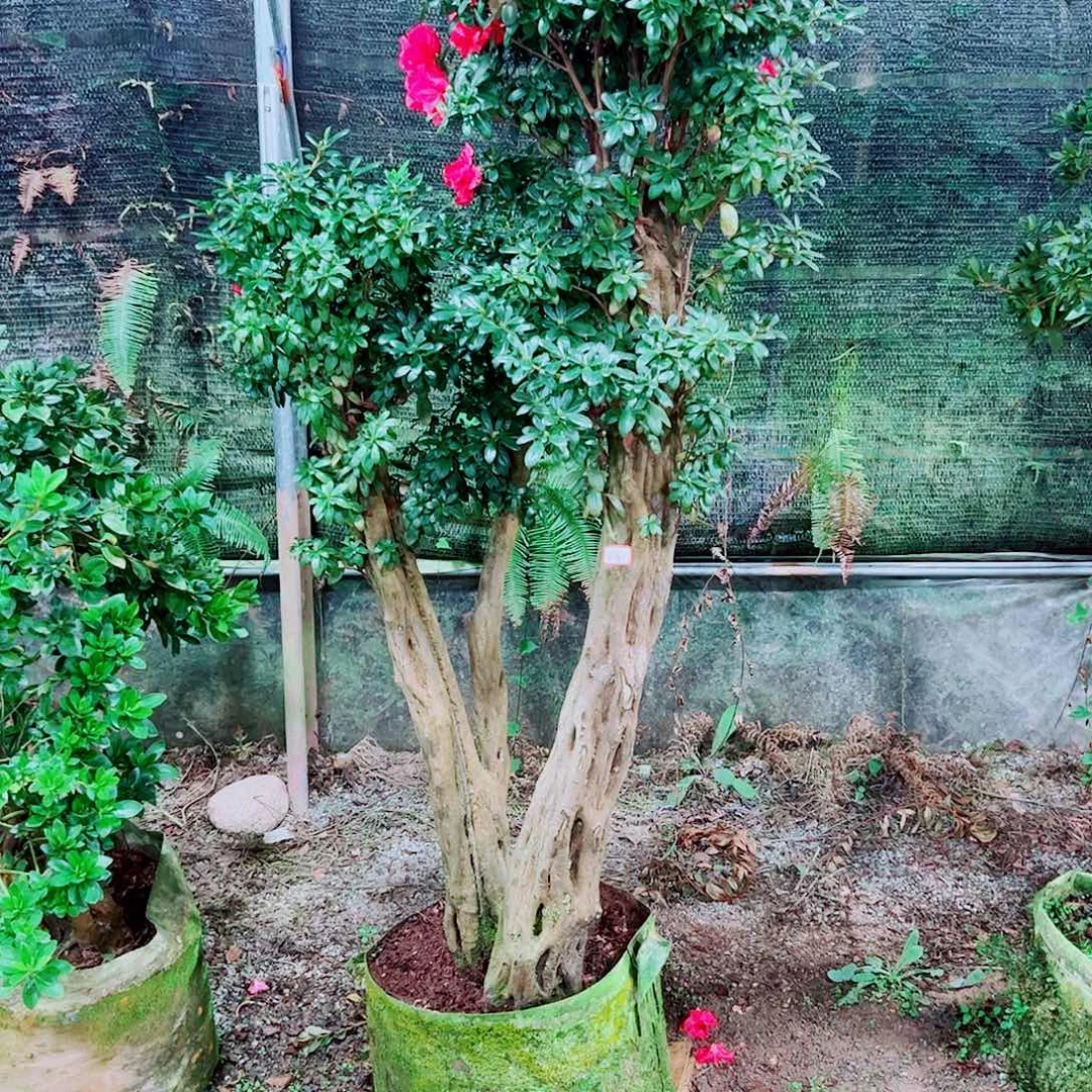 无花朵不包邮不包邮