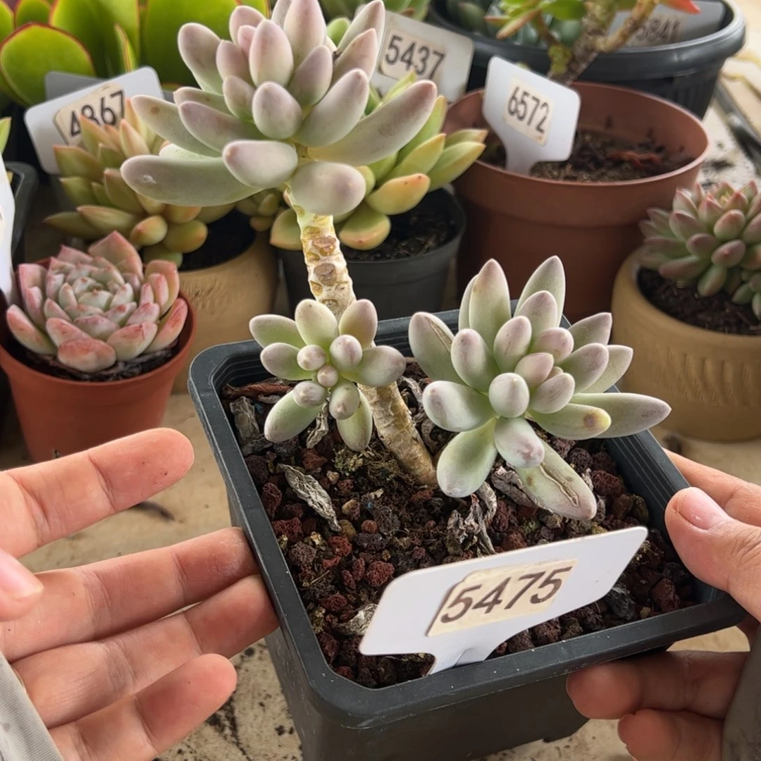 【闪购商品】芊芊美人。 5475。 1111111