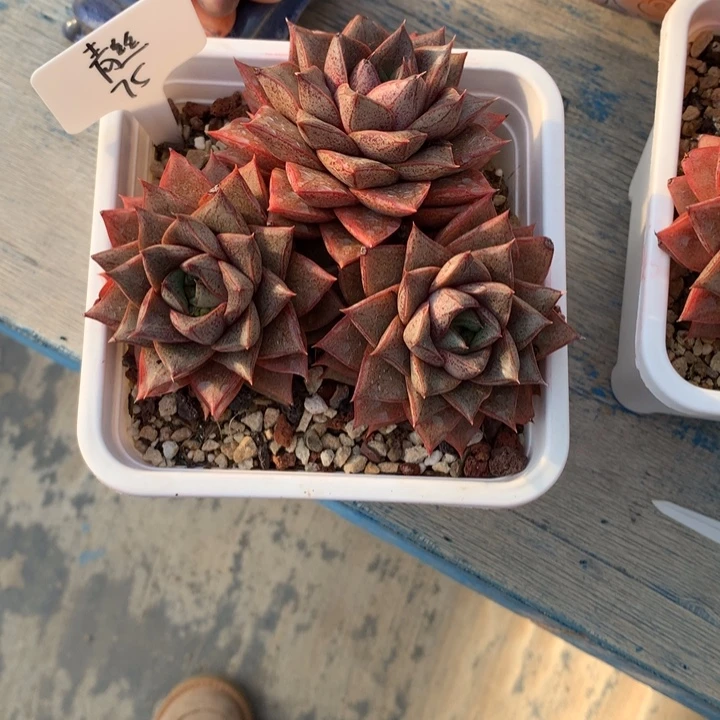 大合锦老桩多肉发货