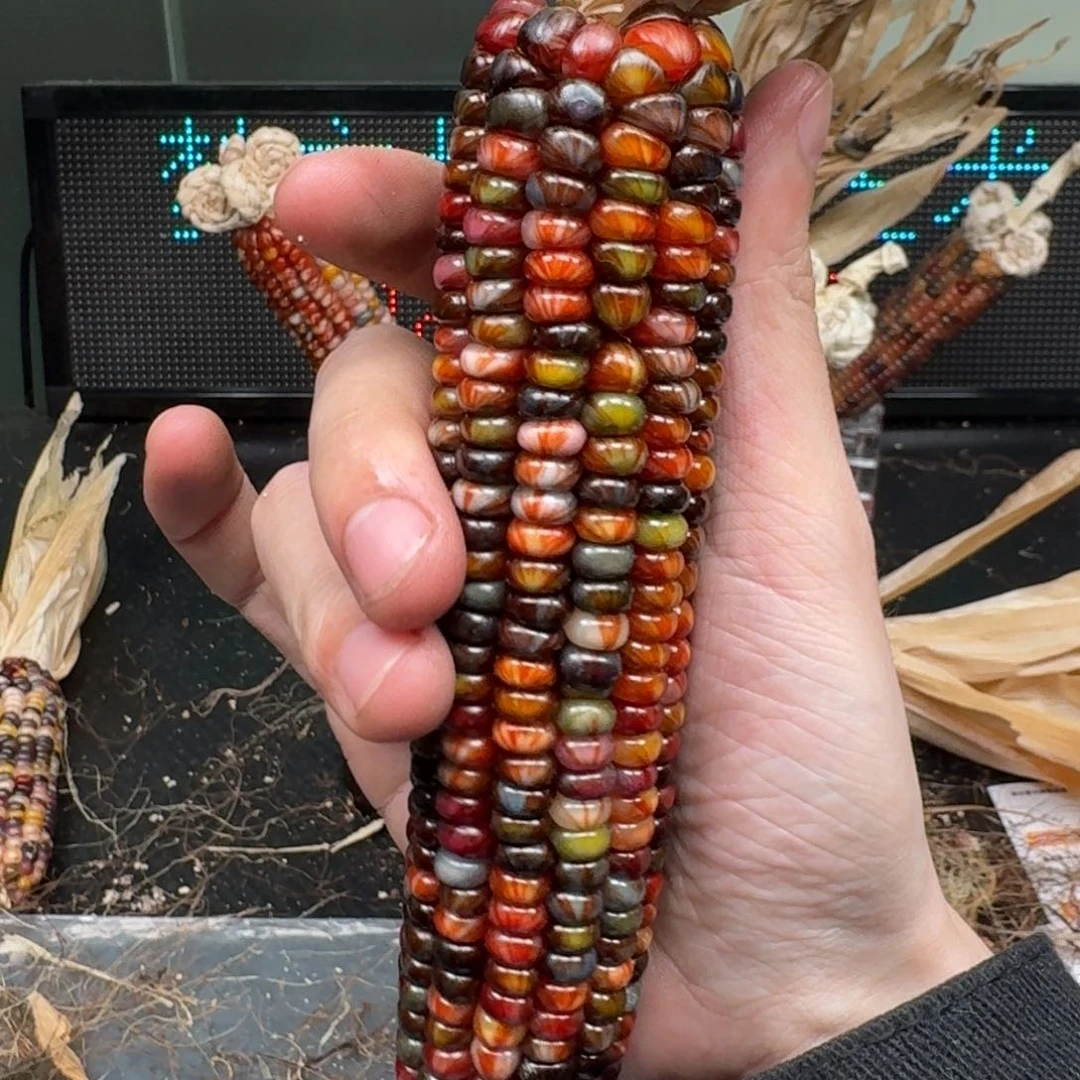 柏香籽/百香籽吊坠念*