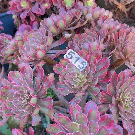 A***静多肉植物一个紫霞
