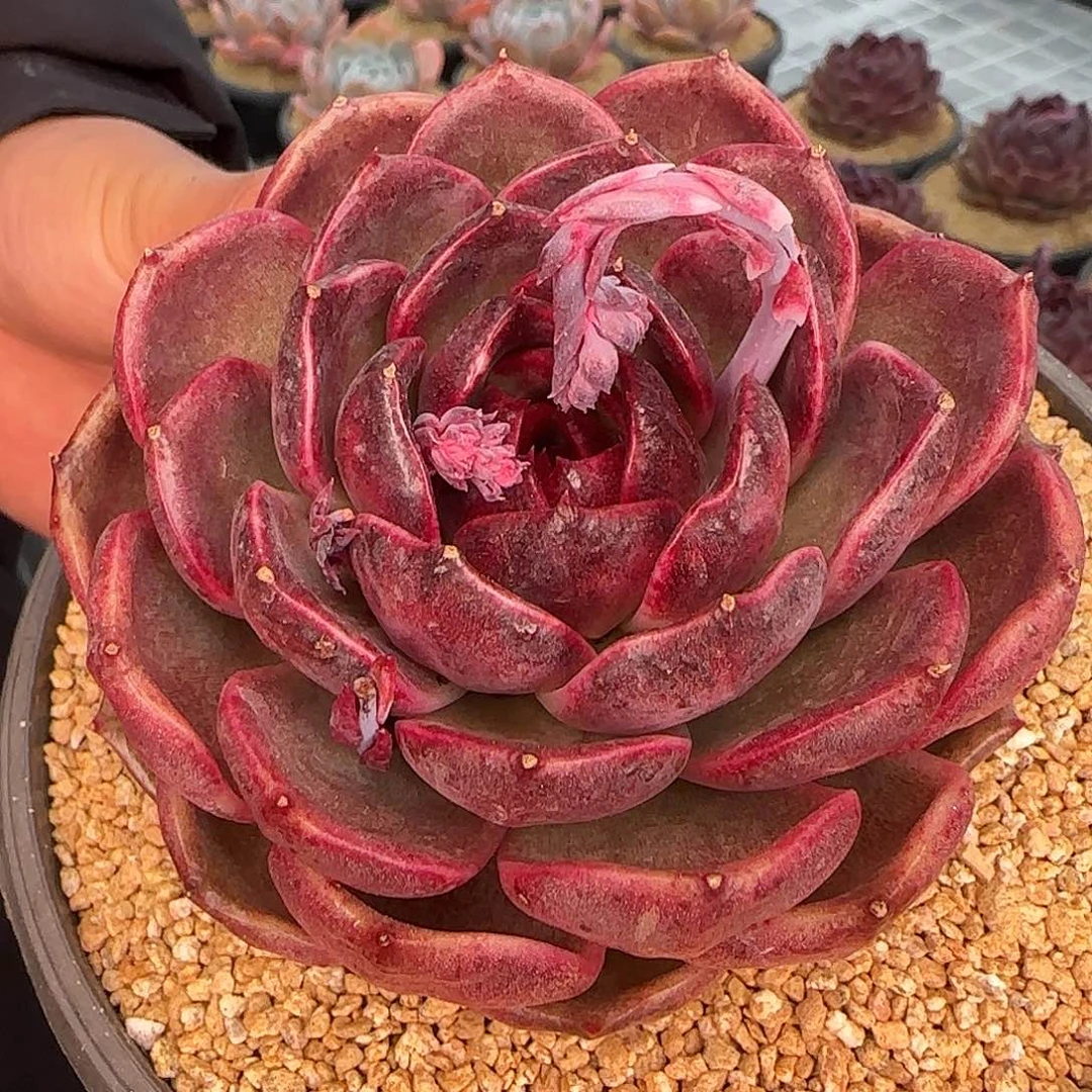 从前慢甄选多肉编号黑水晶玫瑰