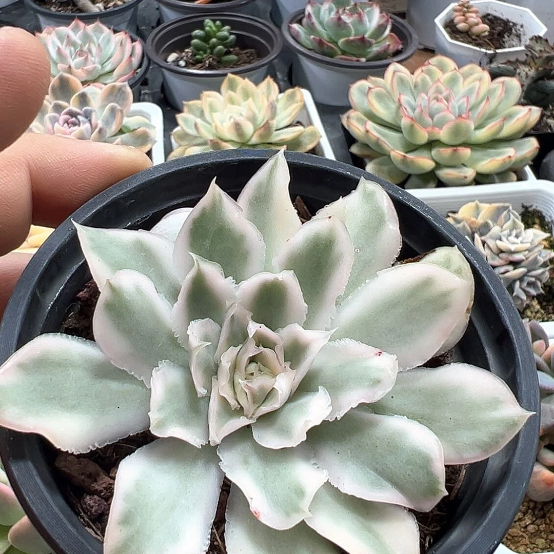 紫蝴蝶锦 小方花圃一物一批
