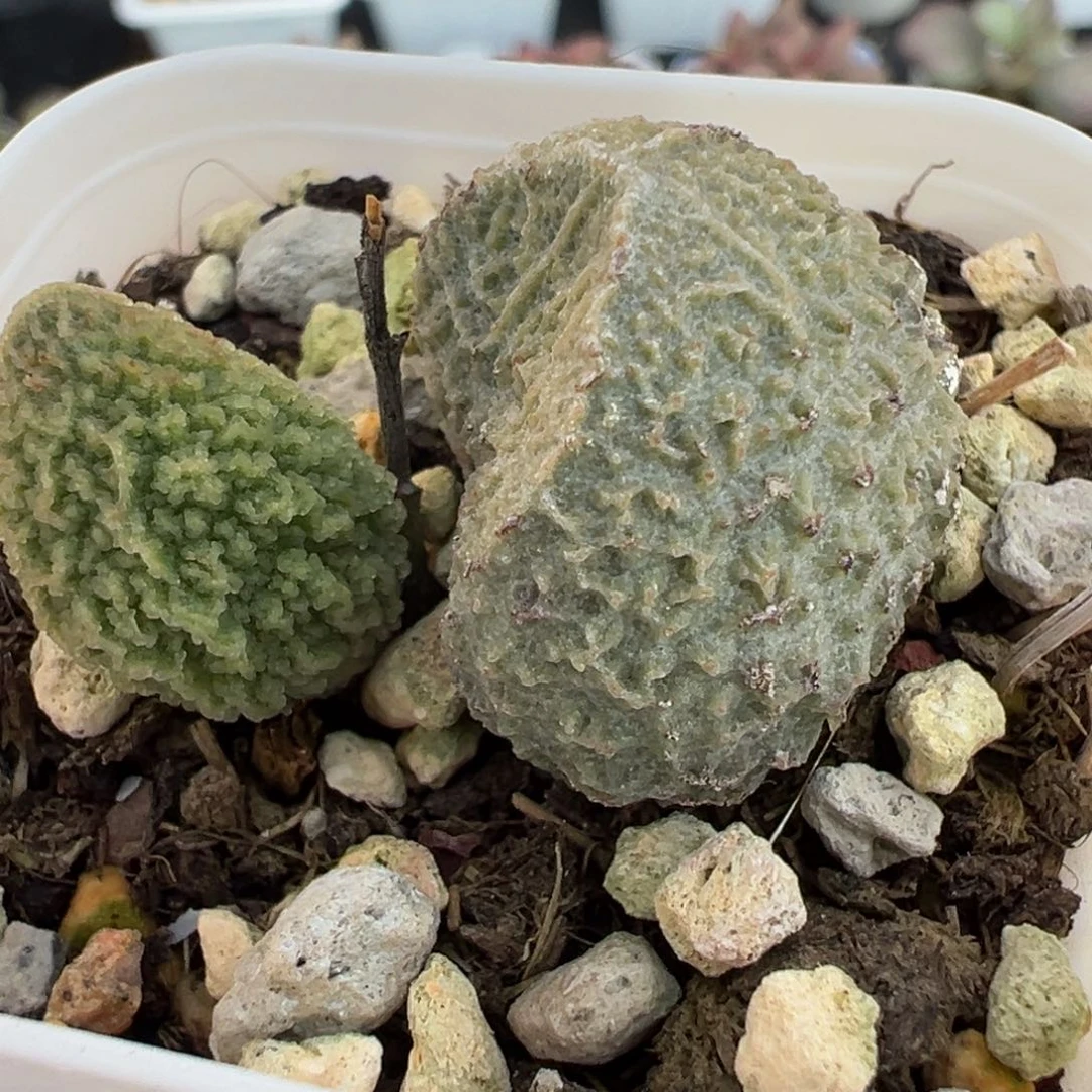 实生新品大苗多肉植物水泡