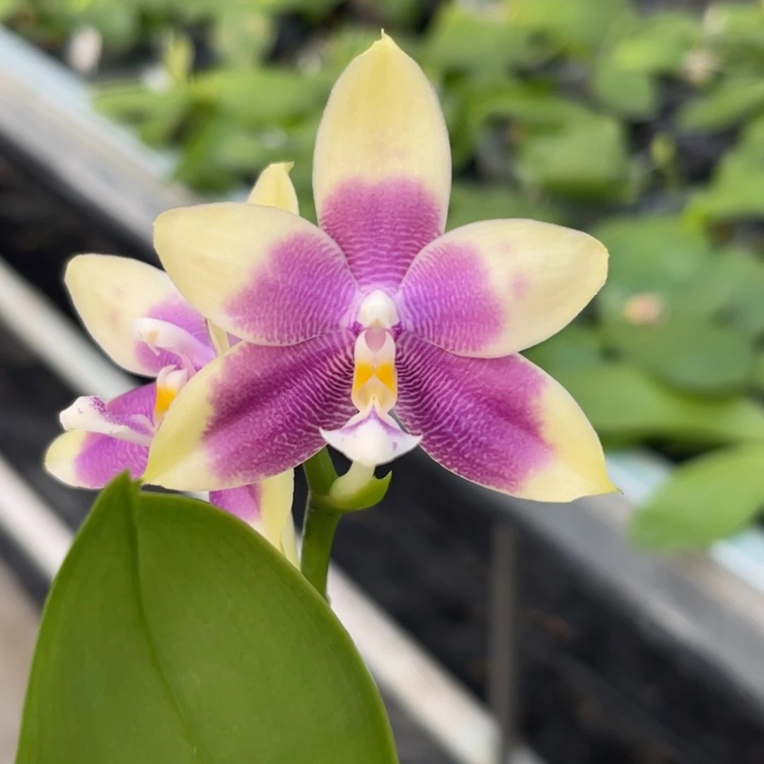 完全开放绿鹰交珍壮苗开花株