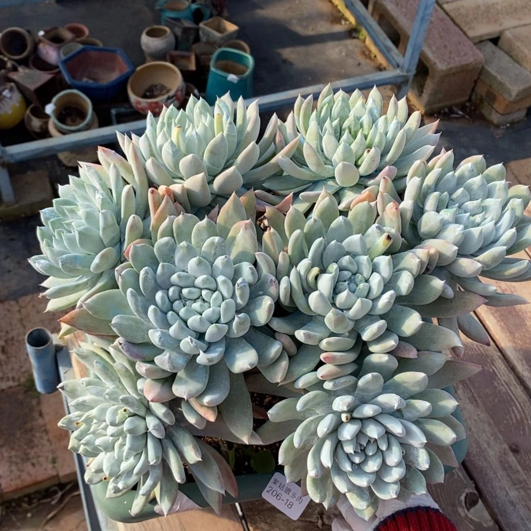 18号拇指杂苹果叶大群