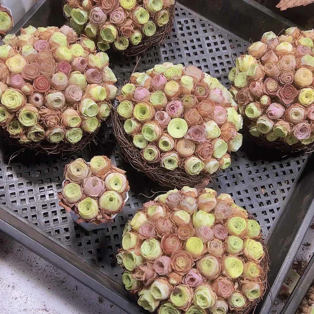 彩巢40颗发样品玫瑰