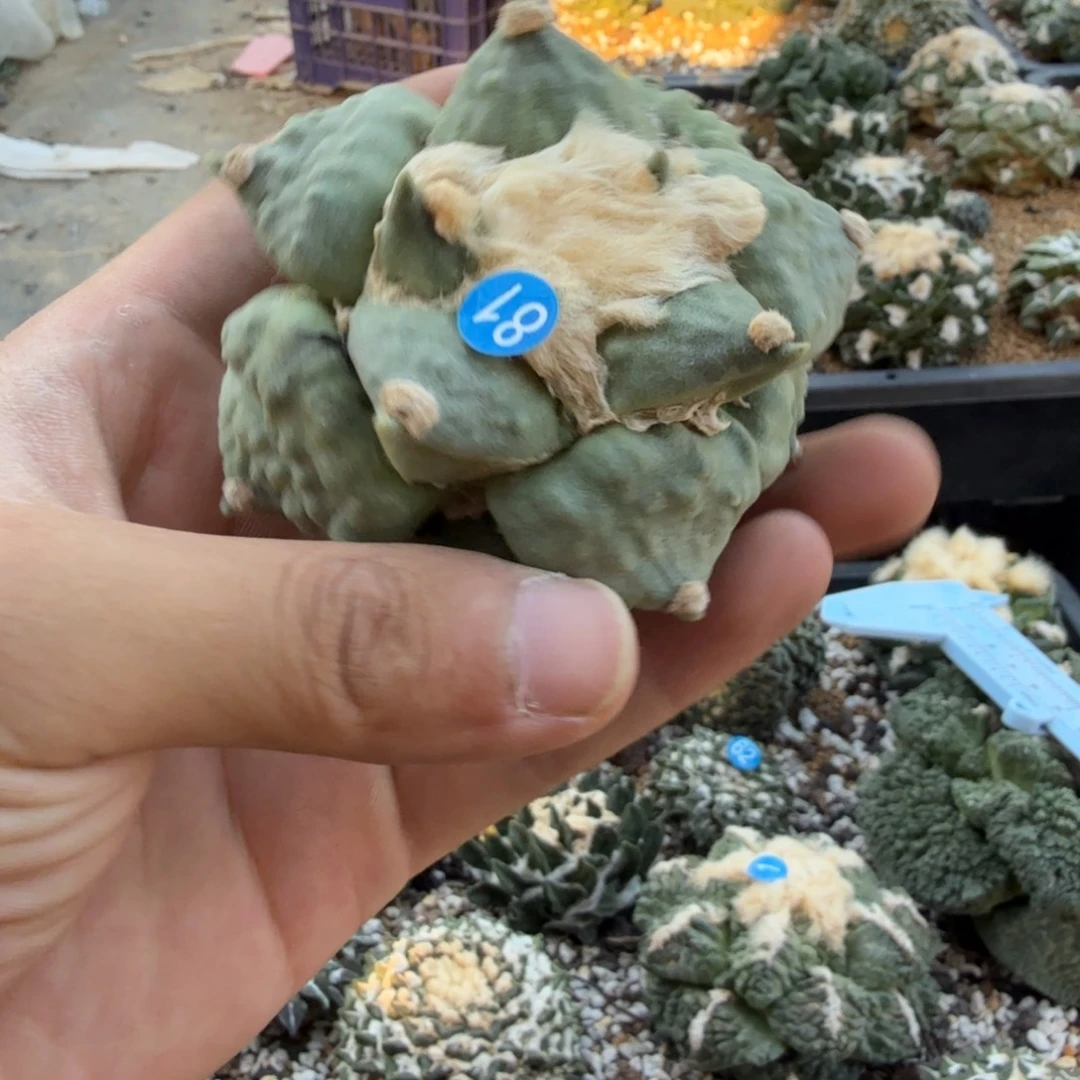 人***人仙人球开花一个福利品有跟