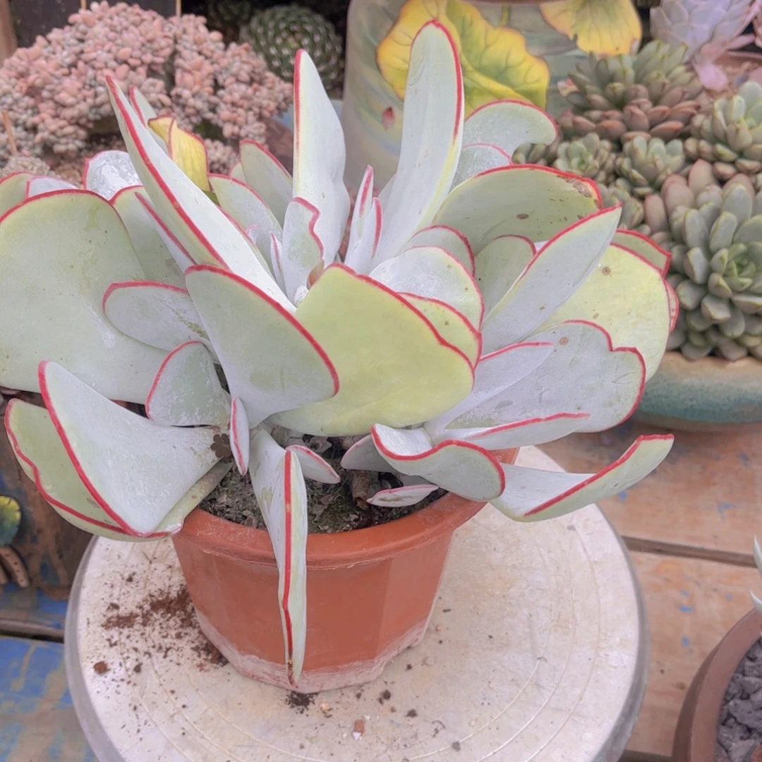 燕***子多肉植物组合盆栽植物