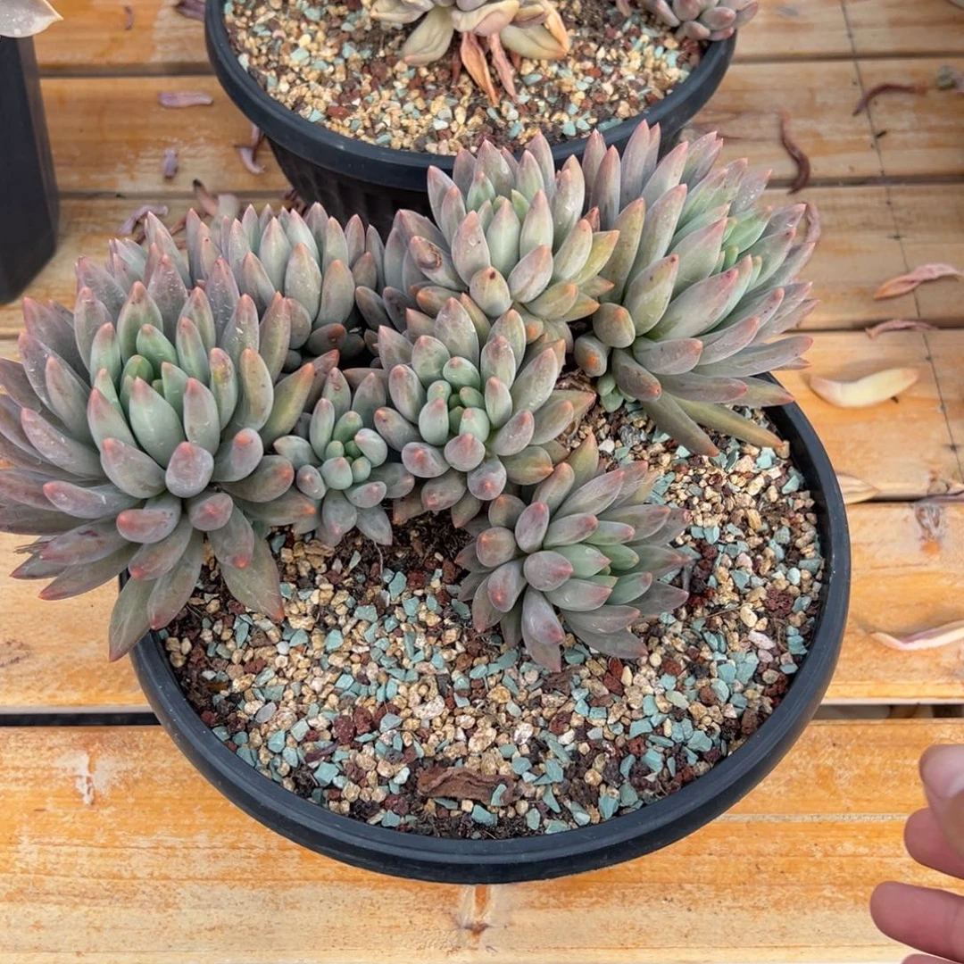 多肉植物群生红蜻蜓