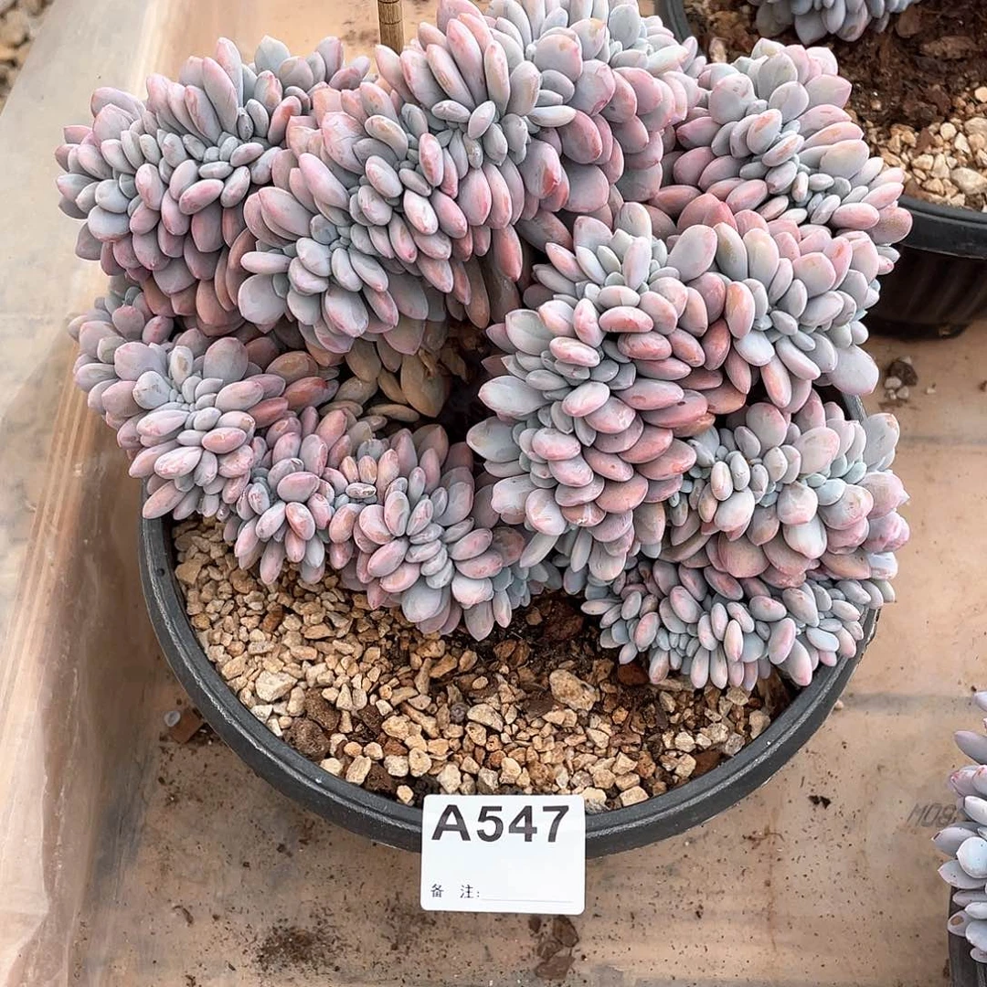 晴***️547多肉植物多肉植物