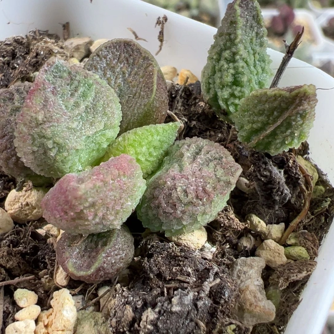 两颗一起实生新品多肉植物水泡