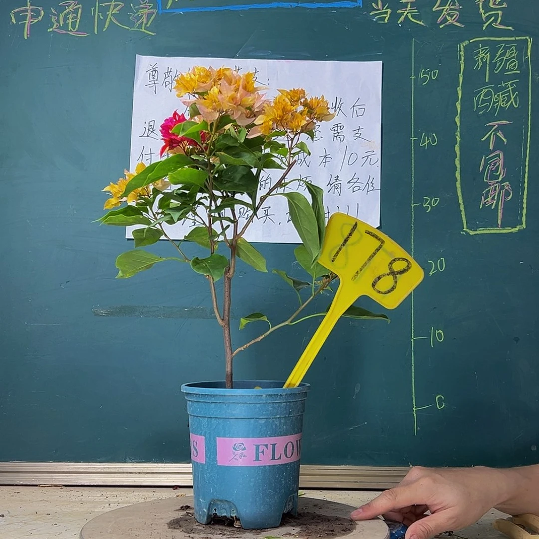 当前无花栽培后可以开花重瓣黄重瓣红同株 178