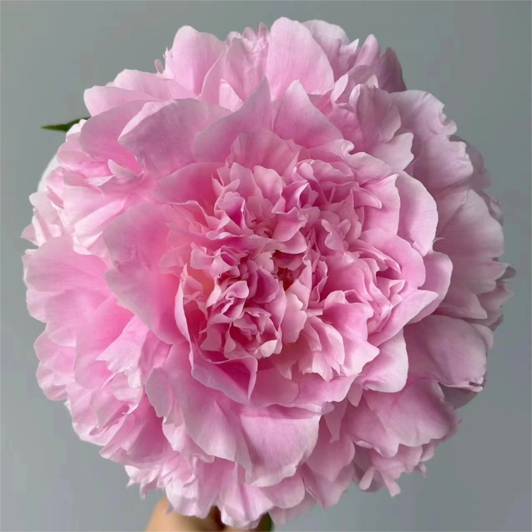 【餐盘】分株边苗1到2芽小苗福利品【请理性消费】