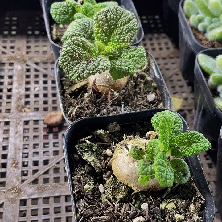 断崖王子带盆土发