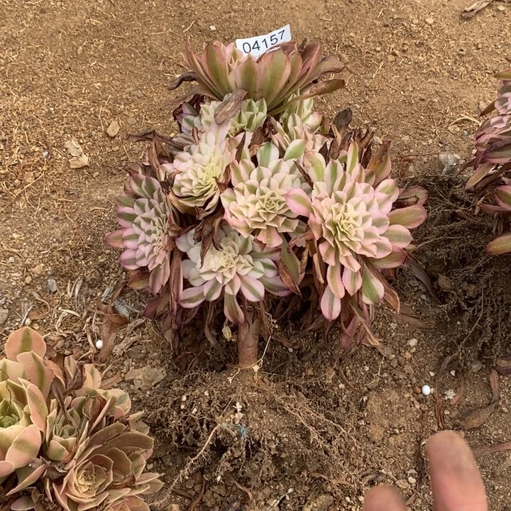 04157红超白多肉植物