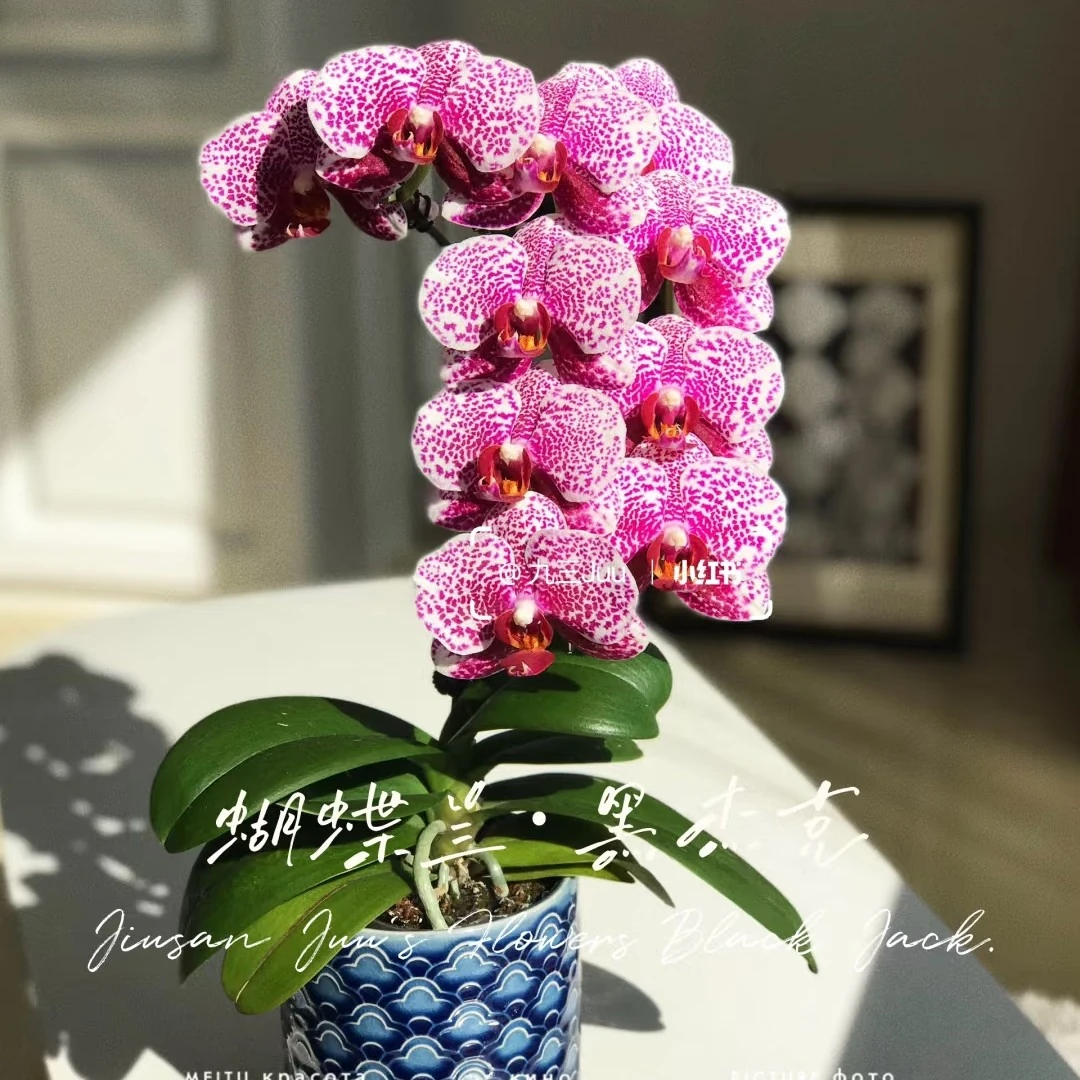 黑杰克 蝴蝶兰 1.7寸杯 根系好