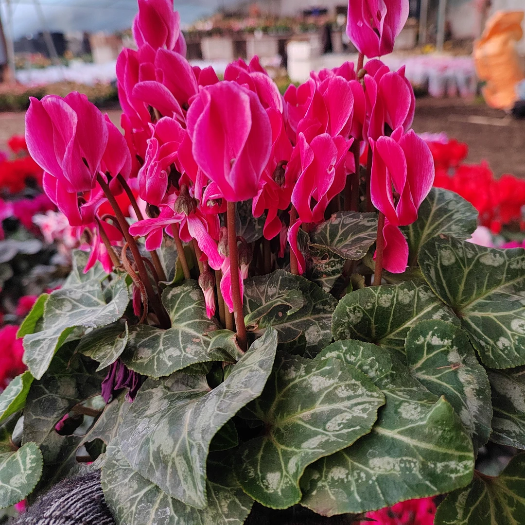 26号稀有品种红肖舞叶13厘米四季开花好养活耐高温，颜色亮花期长