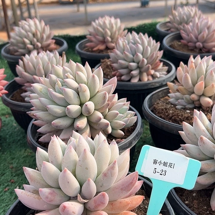 5.23所罗门一个脱图