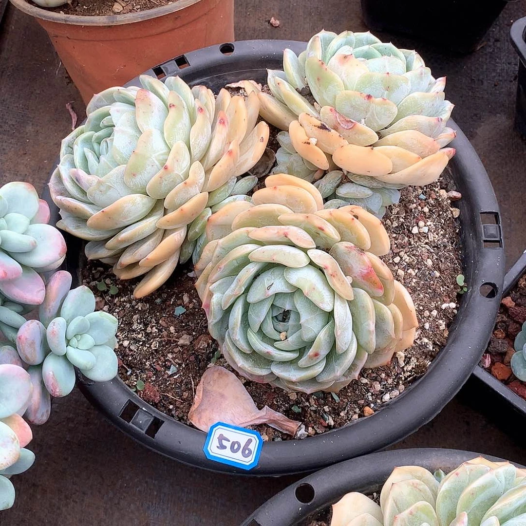 506老林 一物一拍多肉