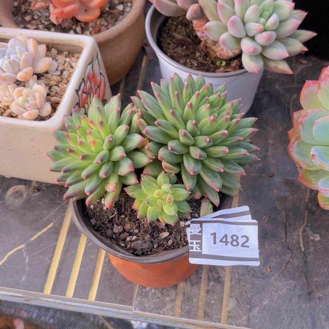 惠兰多肉植物1482
