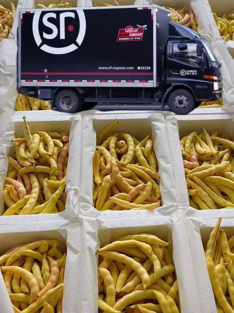 弯钩黄豆角3斤/4斤半.顺丰陆运包邮.吉林省松原发货