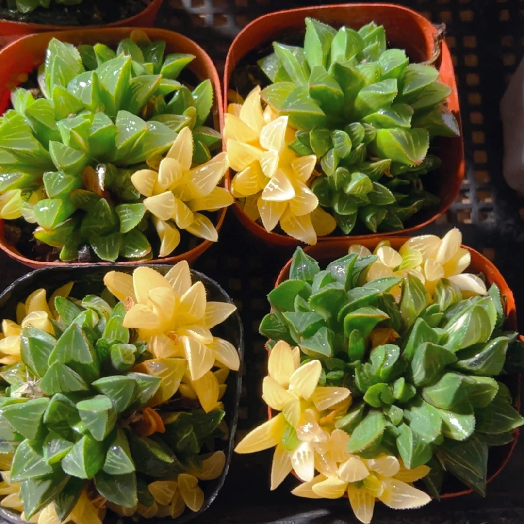 姬寿锦多肉多肉多肉一颗