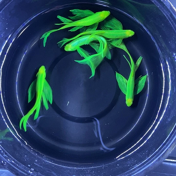 海水蝶翼斑马鱼，翡翠绿4.5-5