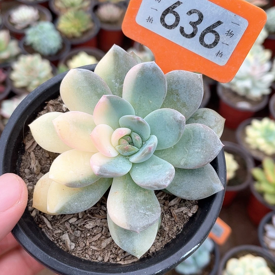 636号花脸梦露锦植物