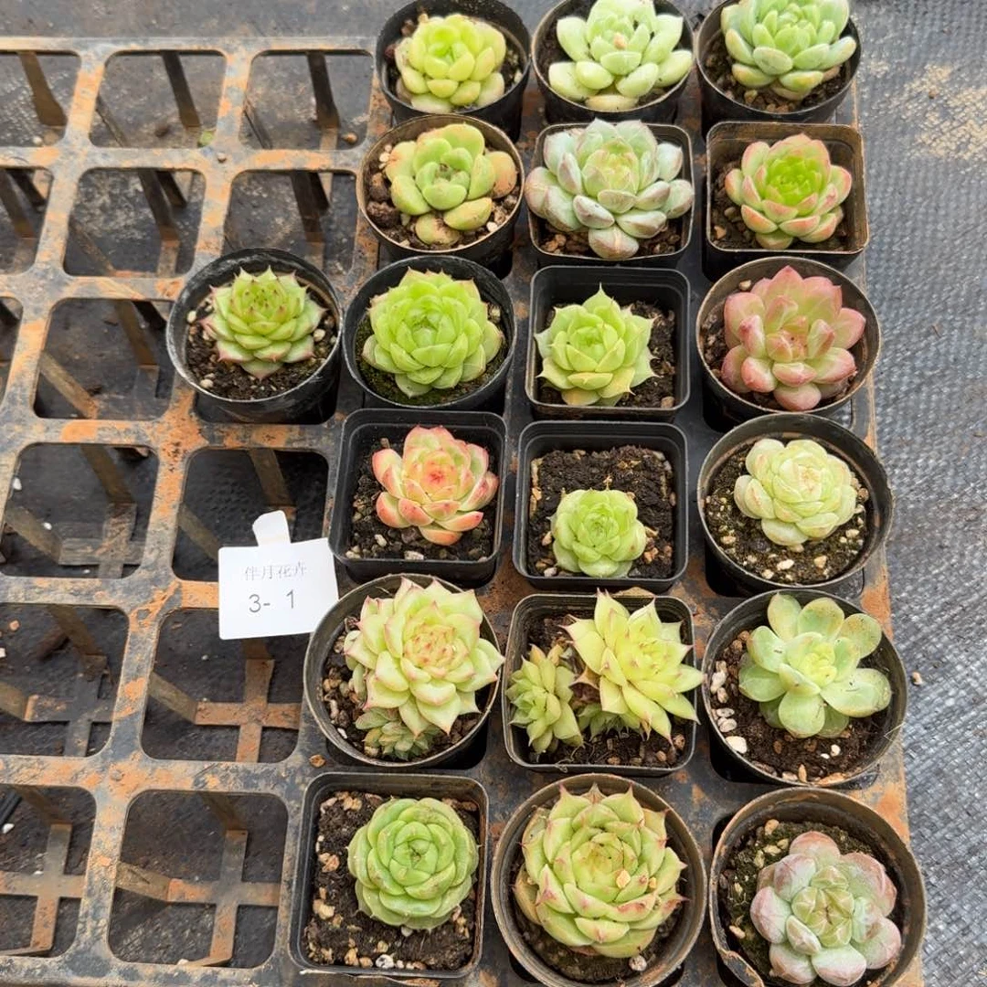 多肉杂交五颗量拍右二3-1