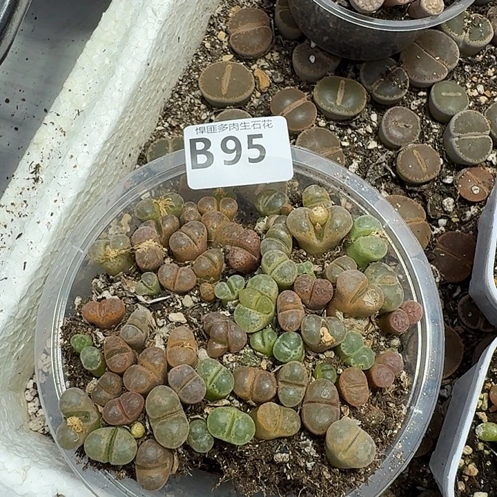 95多肉植物多肉植物