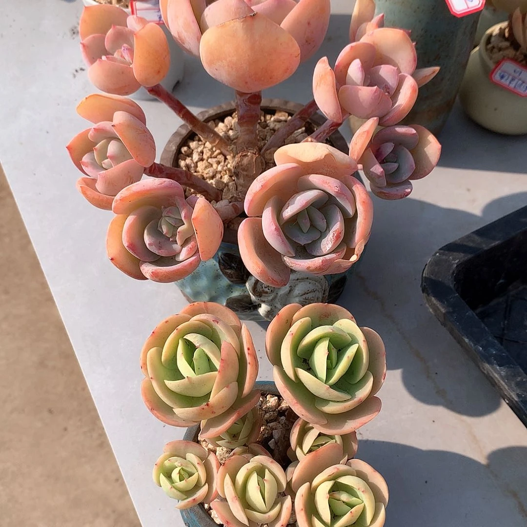 鸡蛋碧桃多肉，白凤