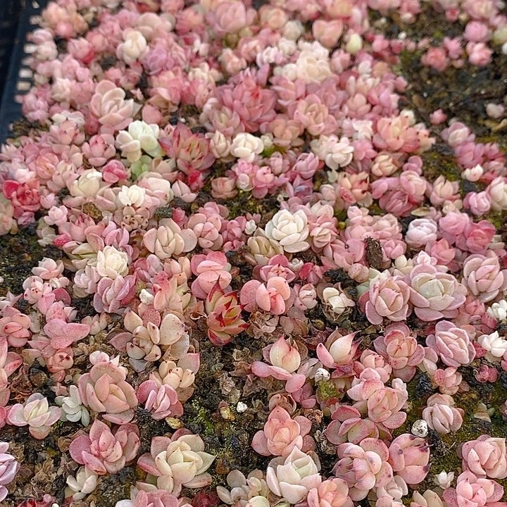 270 多肉植物盆栽花卉植物