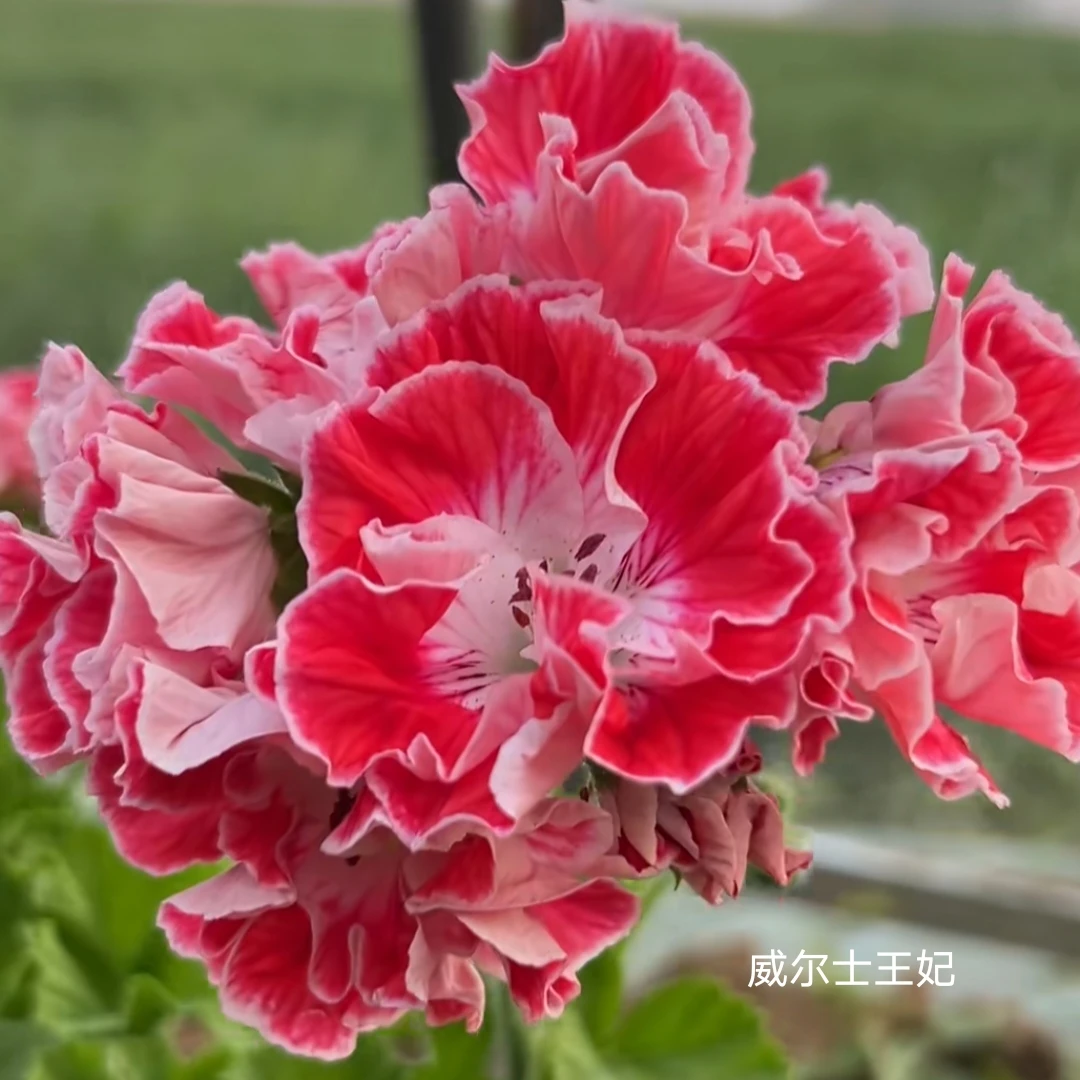 【威尔士】蝴蝶梅大花天竺葵重瓣品种威尔士王妃