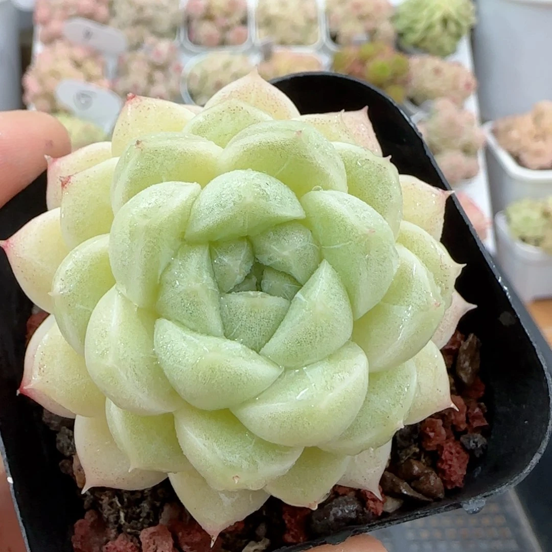 【闪购商品】0120-11包子麦杆