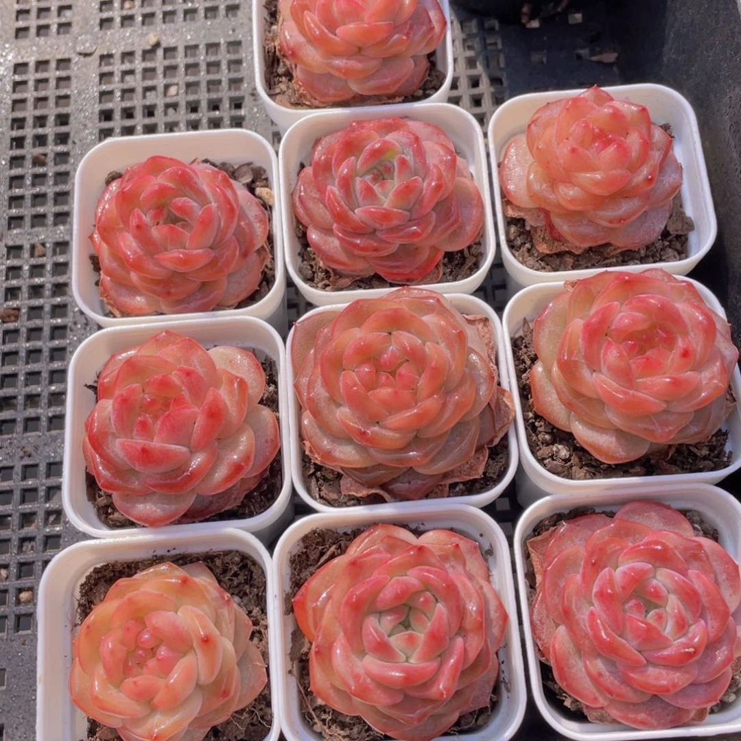 952号 精品珍妮琥珀单头一个