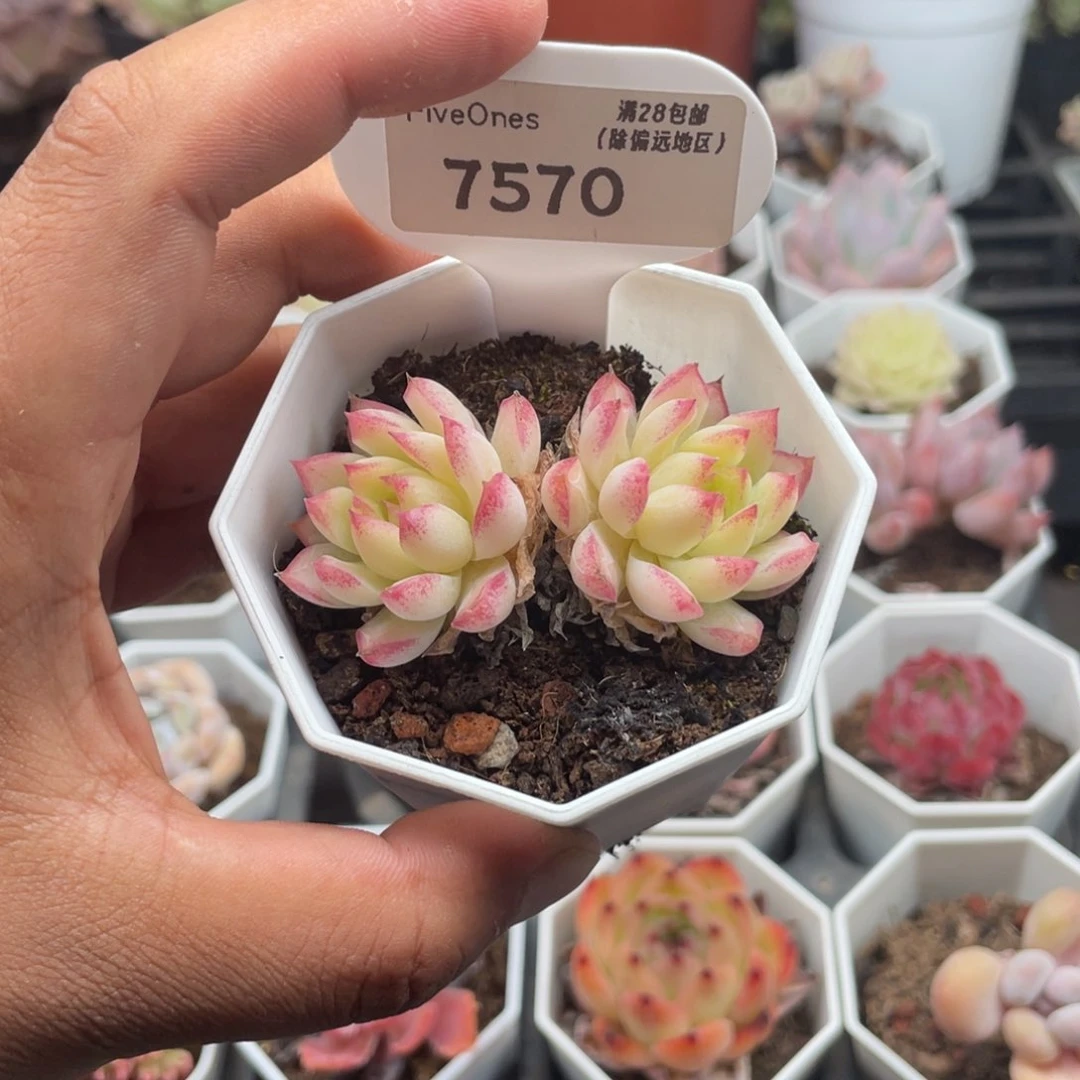 7570女王麦5.0厘米