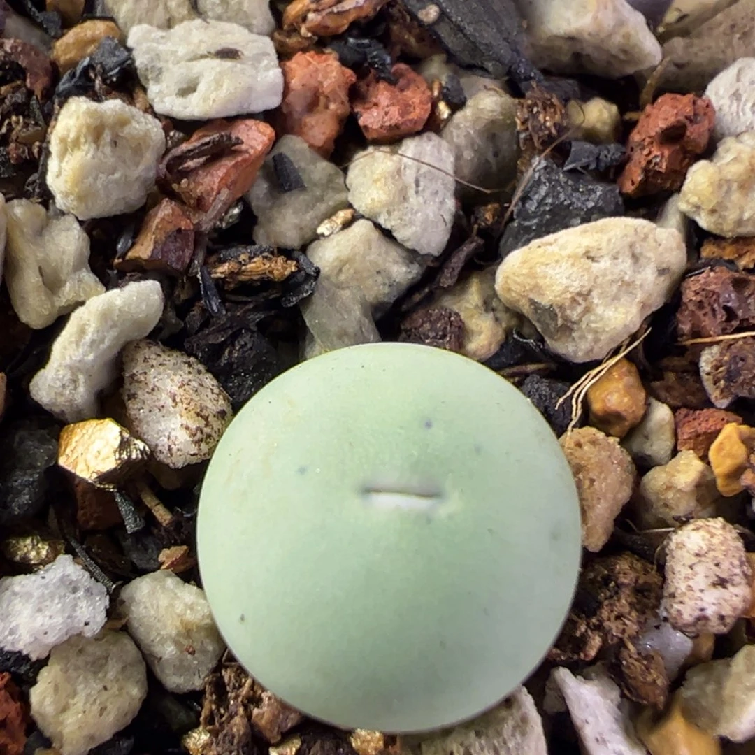 126，v嘴小苗一物一拍